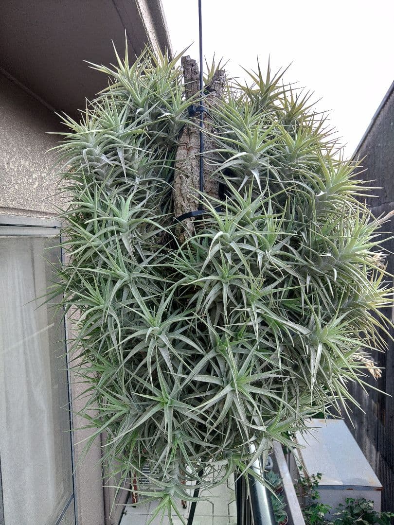 #エアープランツクランプ　ティランジア　ベルゲリー大型クランプ