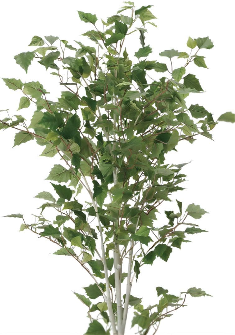 光触媒　人工観葉植物　ウォールグリーン　フェイクグリーン　白樺1.4m