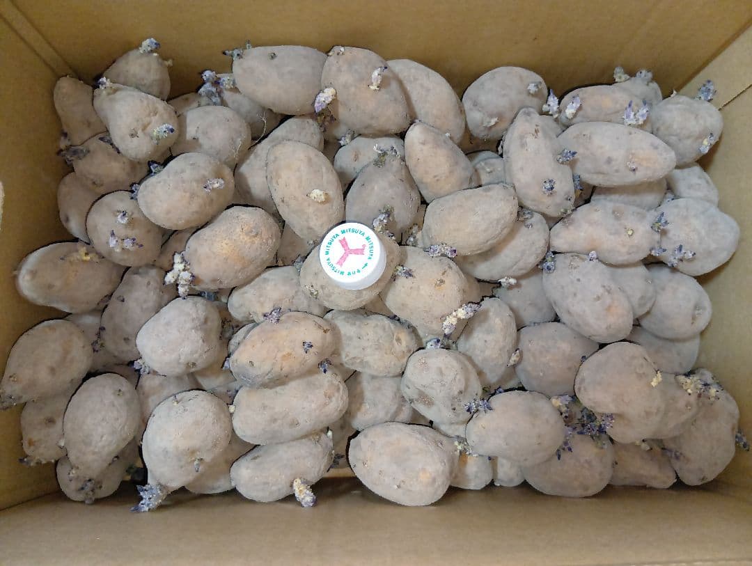 インカのめざめ 種芋 7kg