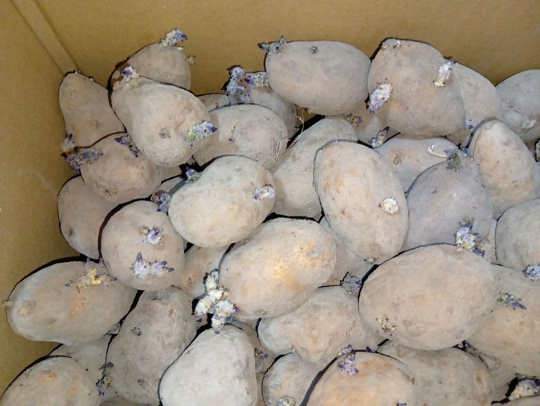 インカのめざめ 種芋 7kg