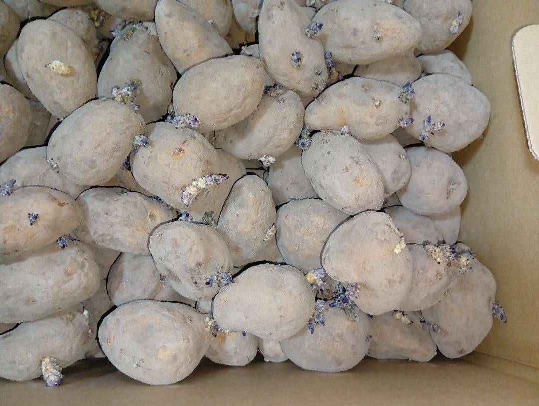 インカのめざめ 種芋 7kg