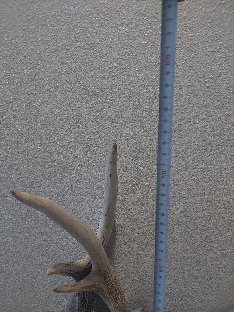 蝦夷鹿角　おまとめ　6本　大きさ色々