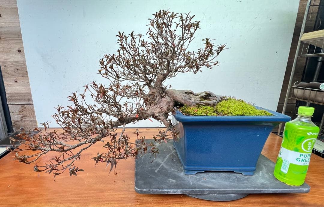 さつき　皐月盆栽　金采　半懸崖　サバ幹　横幅約50センチ