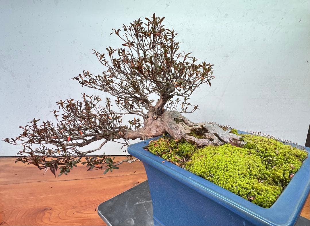 さつき　皐月盆栽　金采　半懸崖　サバ幹　横幅約50センチ