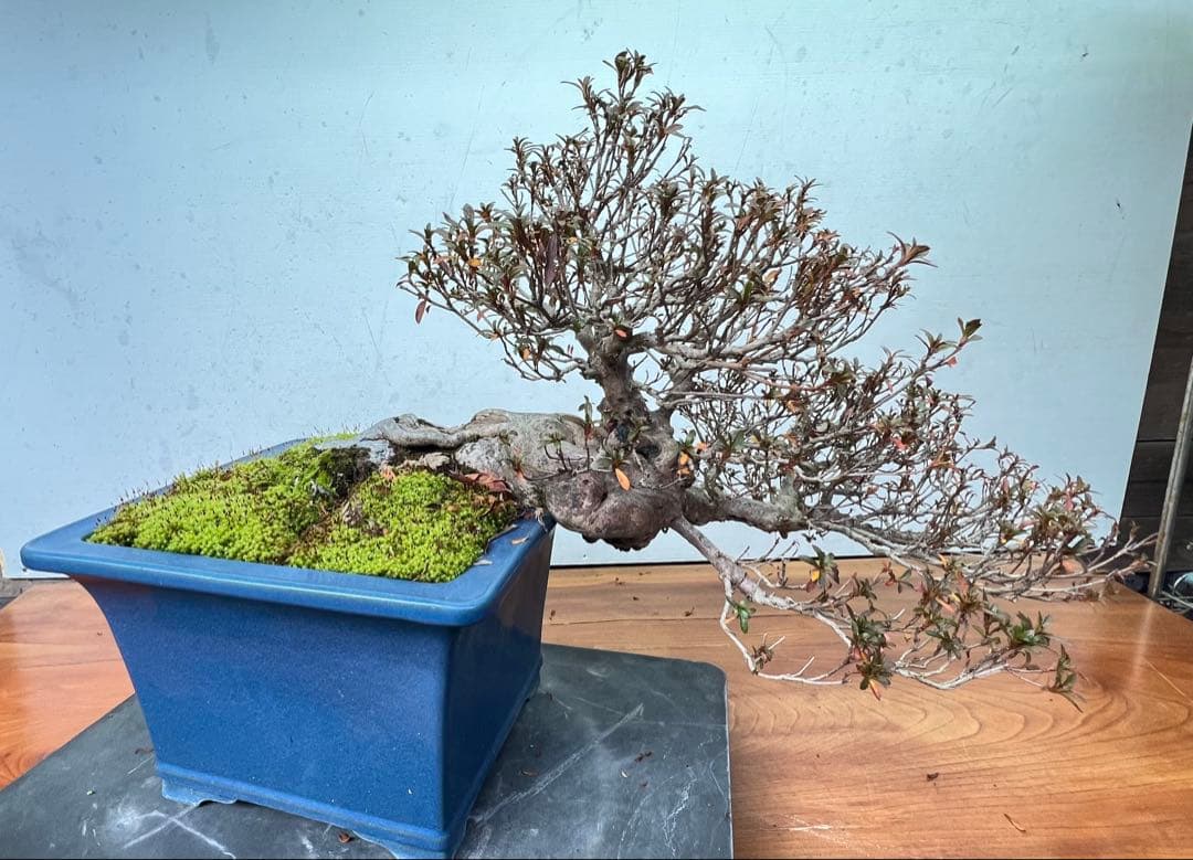 さつき　皐月盆栽　金采　半懸崖　サバ幹　横幅約50センチ