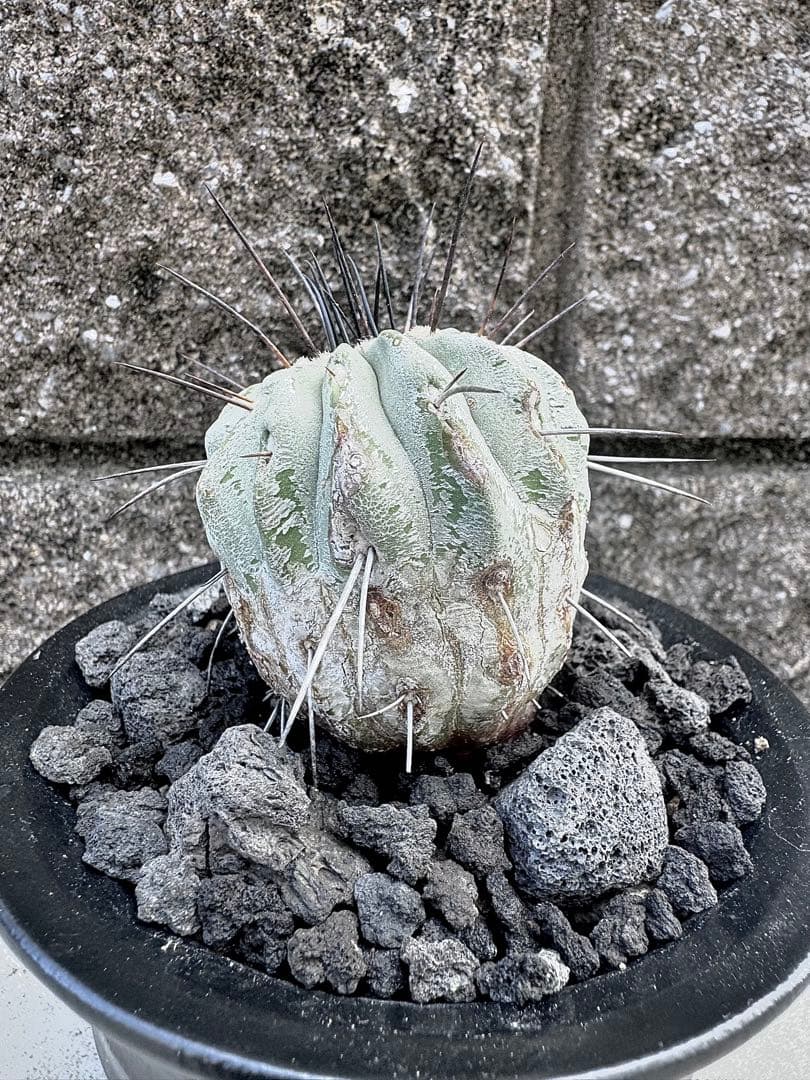 発根済み コピアポア デアルバータ 黒士冠 カキコ自根　鉢ごと発送