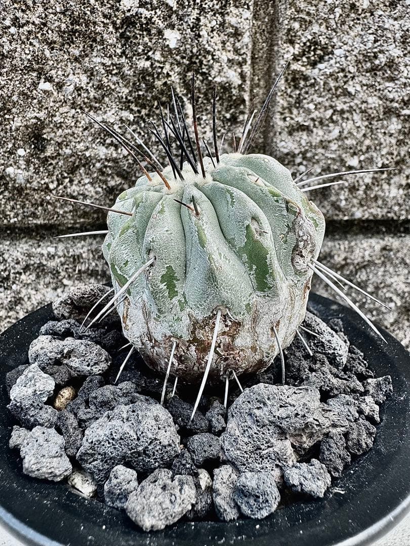 発根済み コピアポア デアルバータ 黒士冠 カキコ自根　鉢ごと発送