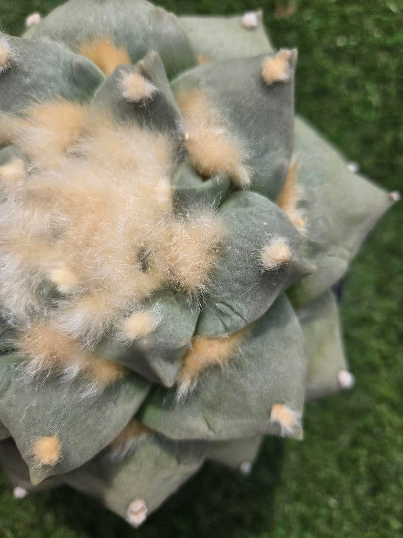 ペリカン牡丹×青磁牡丹　サボテン 実生