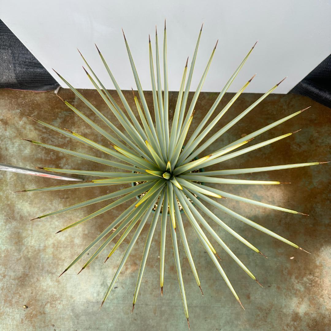 ユッカ　リギダ【24-666】