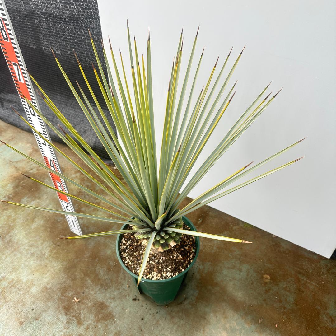 ユッカ　リギダ【24-666】