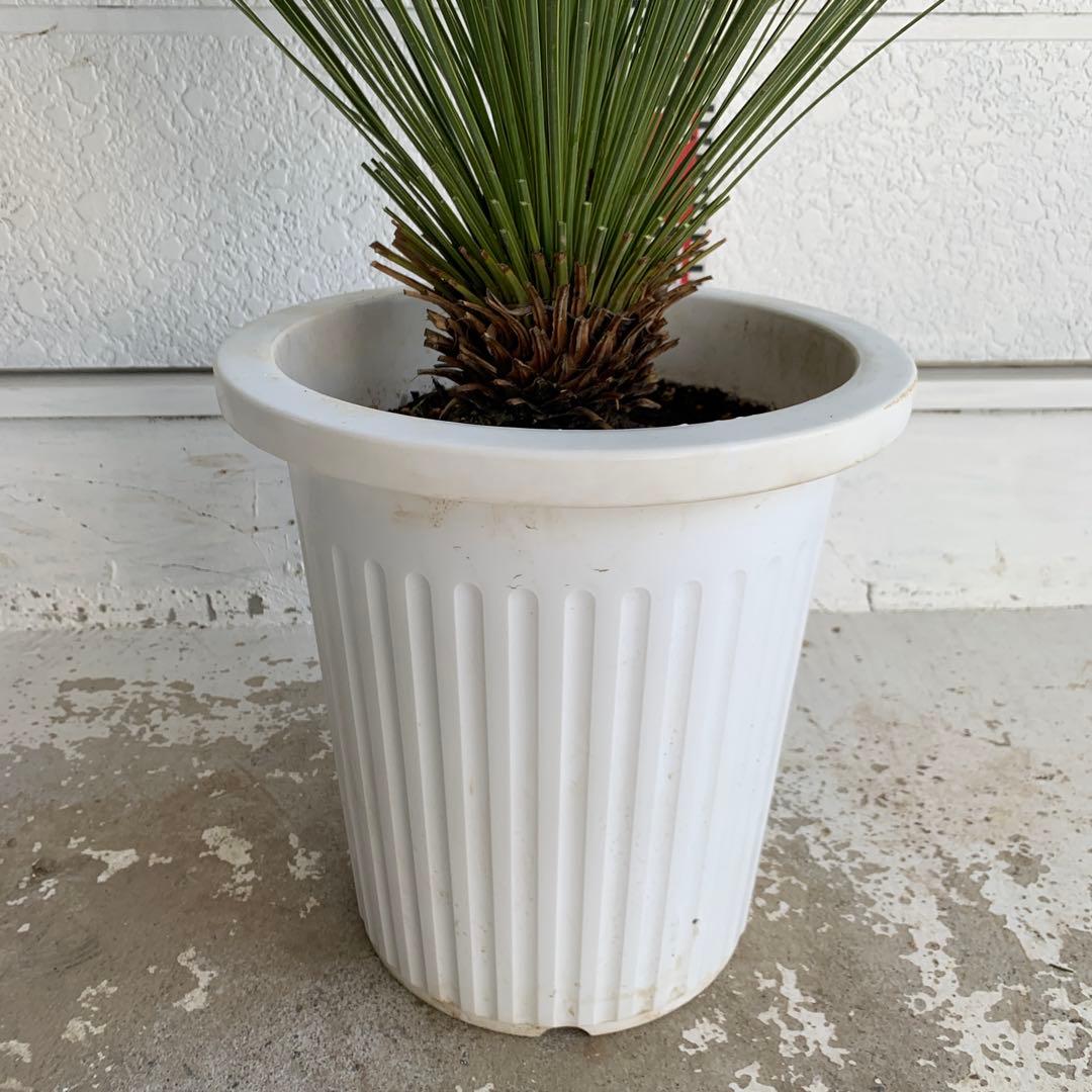 ユッカ　トンプソニアーナ　【鉢植え/ドライガーデン/ロストラータ】32