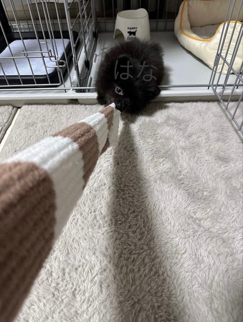 【写真も見てね】うちの子の可愛いアクリルキーホルダー　ポメラニアン