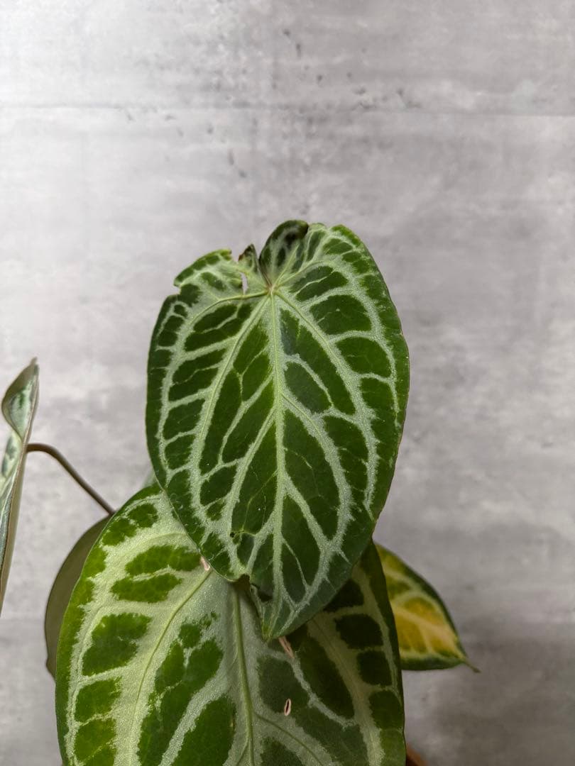 アンスリウム レッドクリスタリナム　ハイブリッド