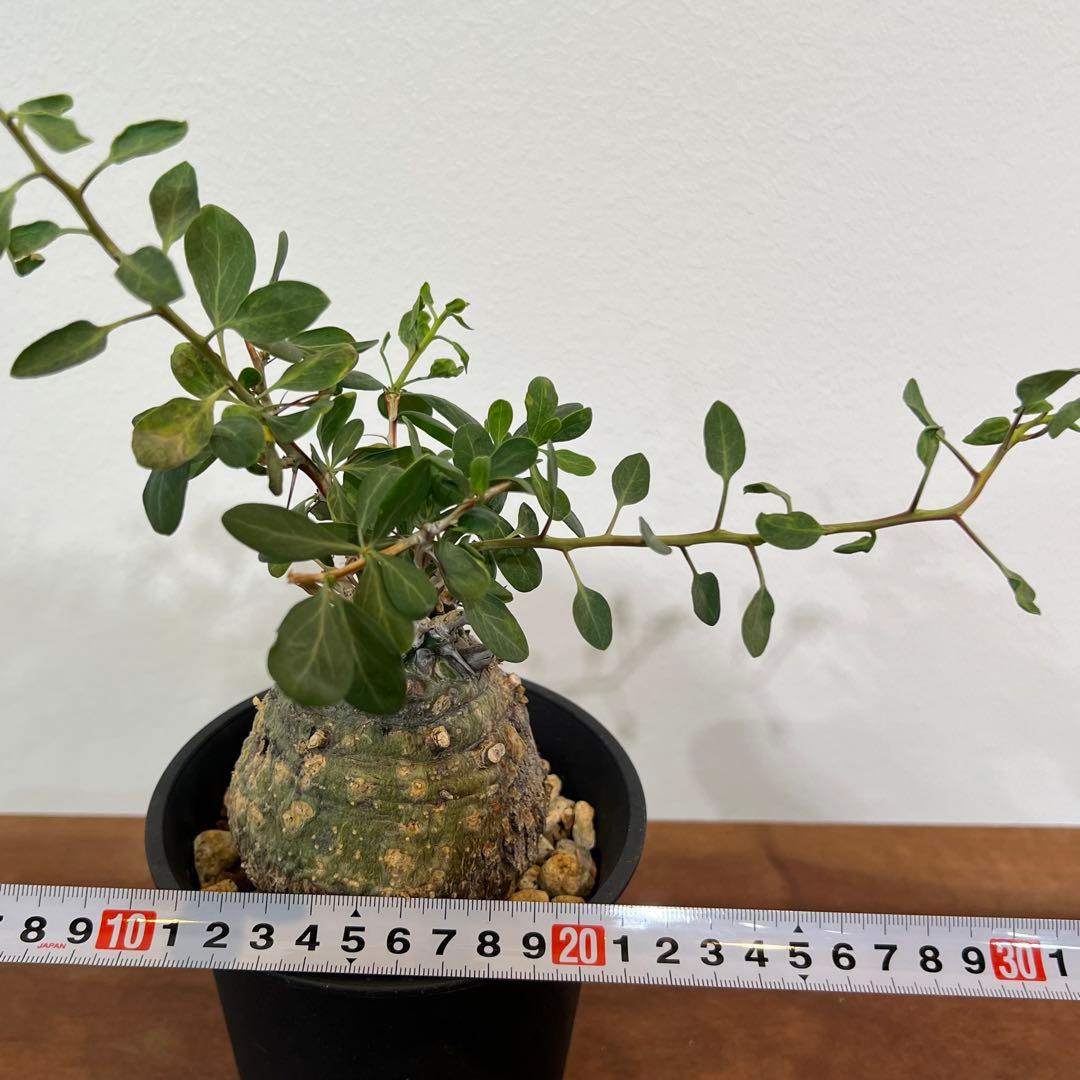 【丸型コレクション株】フォークイエリア コルムナリス 観峰玉 現地球 発根済