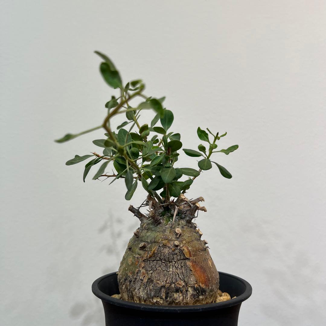 【丸型コレクション株】フォークイエリア コルムナリス 観峰玉 現地球 発根済