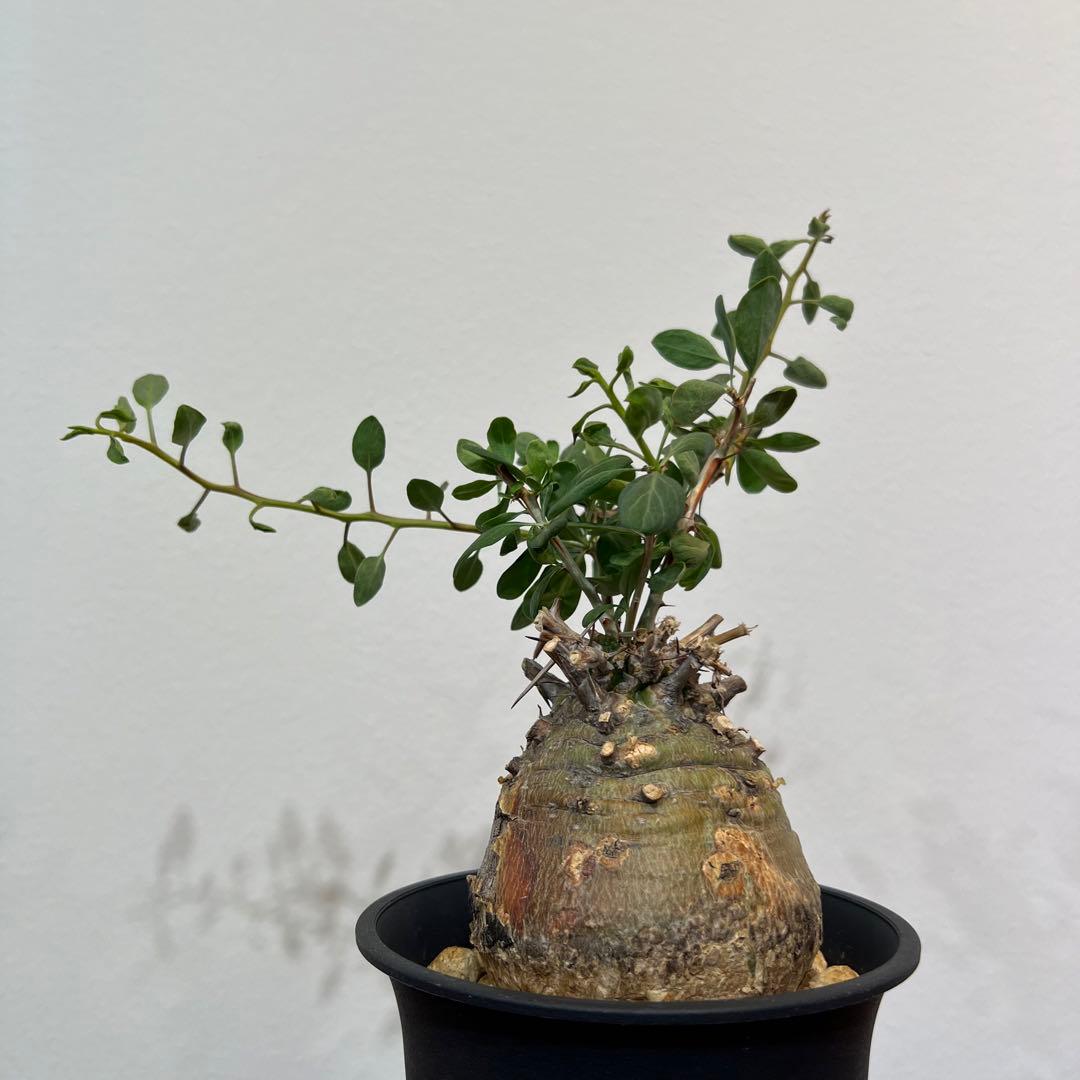 【丸型コレクション株】フォークイエリア コルムナリス 観峰玉 現地球 発根済