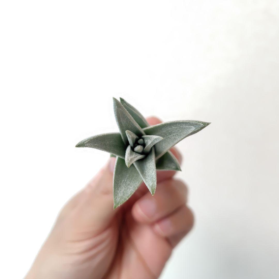 チランジア キセログラフィカ × イオナンタバンハイニンギー