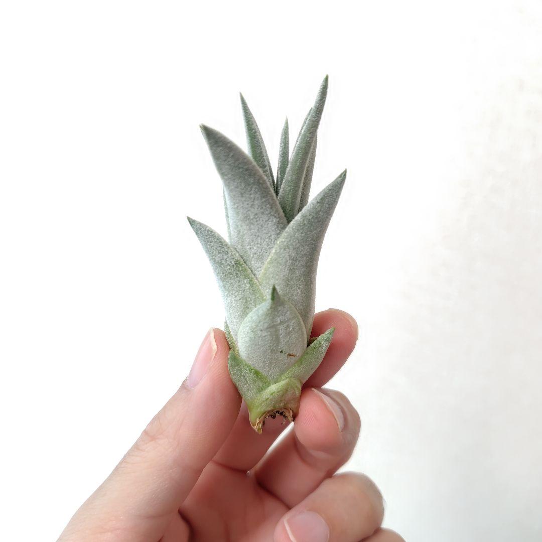 チランジア キセログラフィカ × イオナンタバンハイニンギー