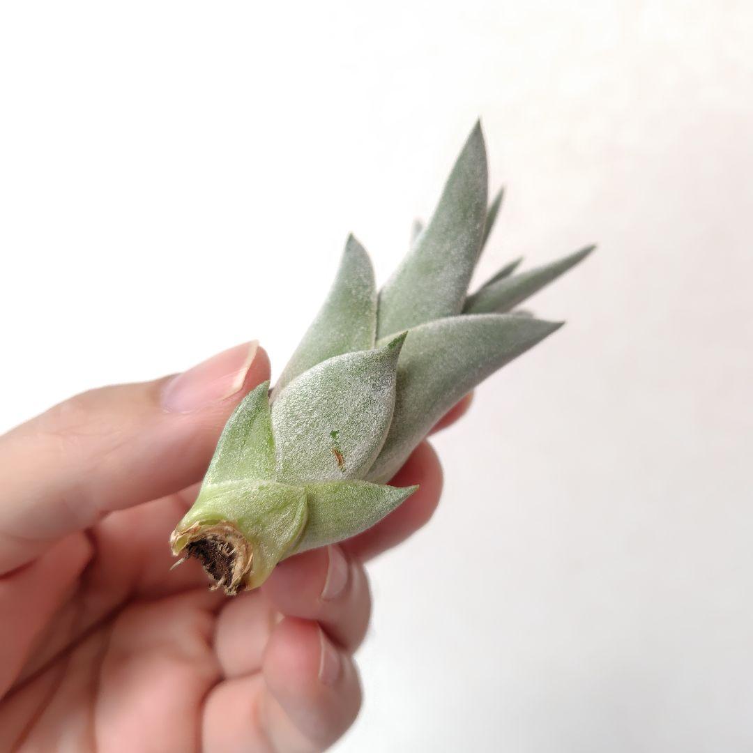 チランジア キセログラフィカ × イオナンタバンハイニンギー