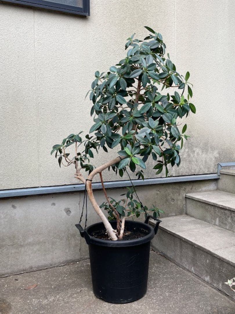 直接引取■センカク ガジュマル/尖閣/キジムナー/観葉植物/130cm■曲り入