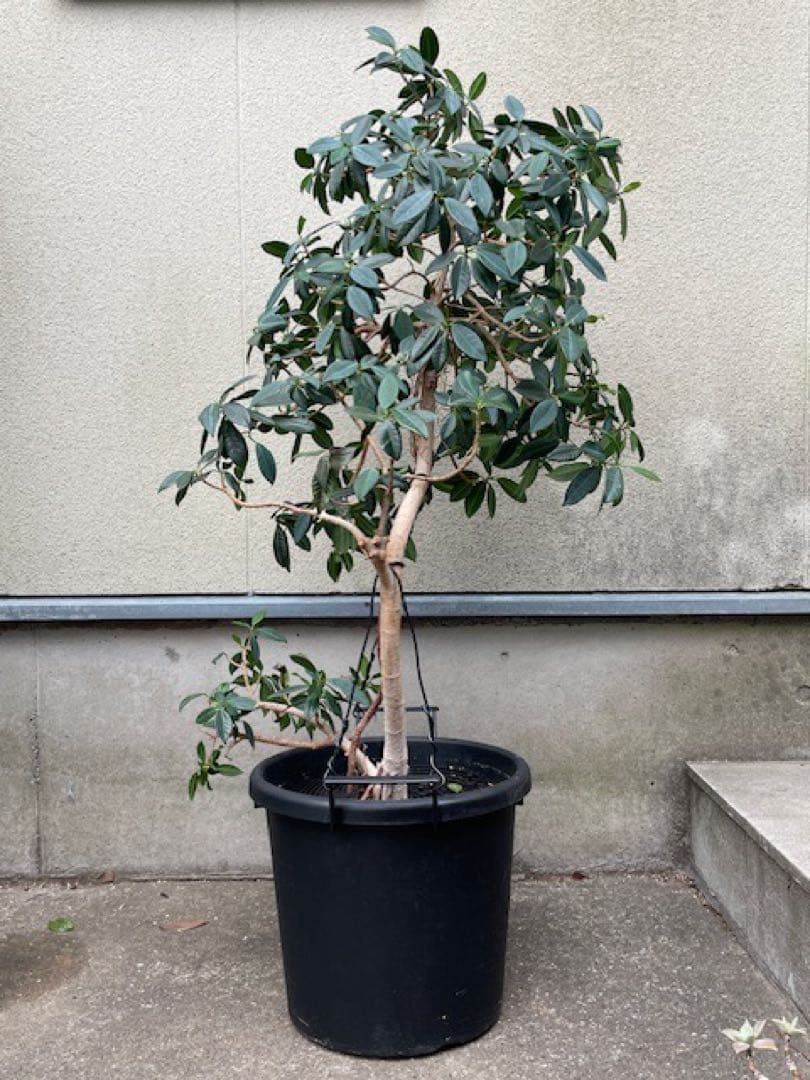 直接引取■センカク ガジュマル/尖閣/キジムナー/観葉植物/130cm■曲り入