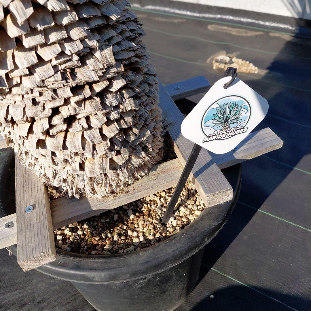 マルデヌベス　ver.ロスト