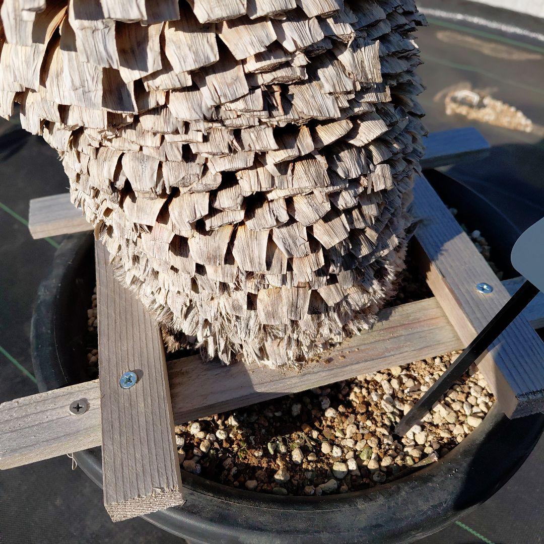 マルデヌベス　ver.ロスト