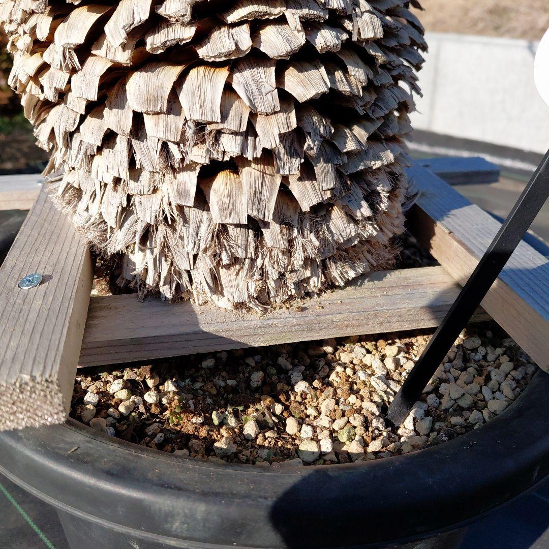 マルデヌベス　ver.ロスト