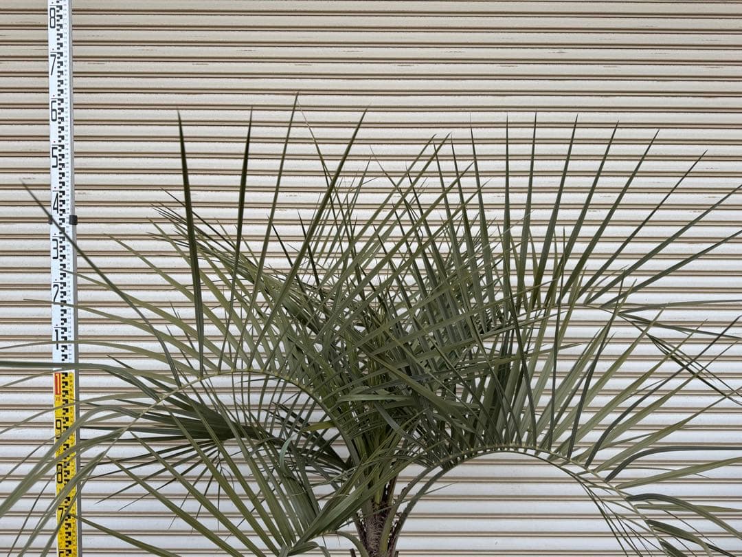 送料込み　ココスヤシ　シルバーリーフ　形状良　幹太　鉢植え　庭木　シンボルツリー