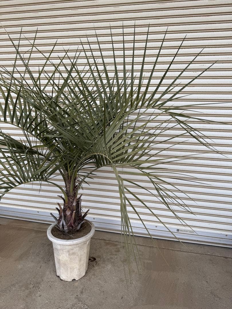 送料込み　ココスヤシ　シルバーリーフ　形状良　幹太　鉢植え　庭木　シンボルツリー