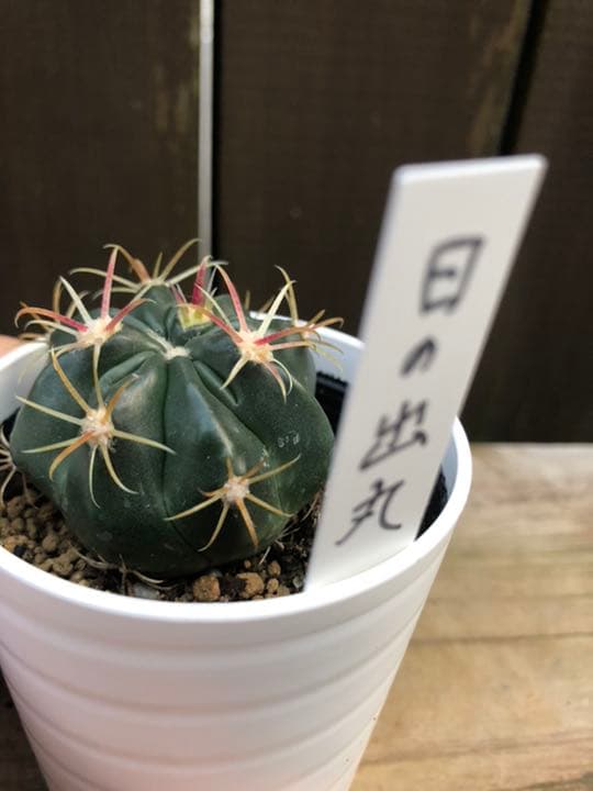 サボテン 日の出丸♡抜き苗(^○^)