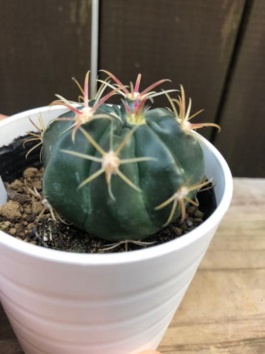 サボテン 日の出丸♡抜き苗(^○^)