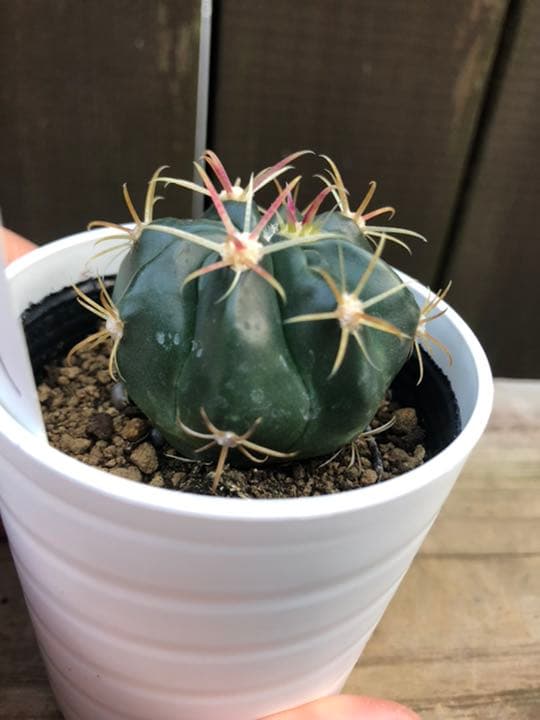 サボテン 日の出丸♡抜き苗(^○^)