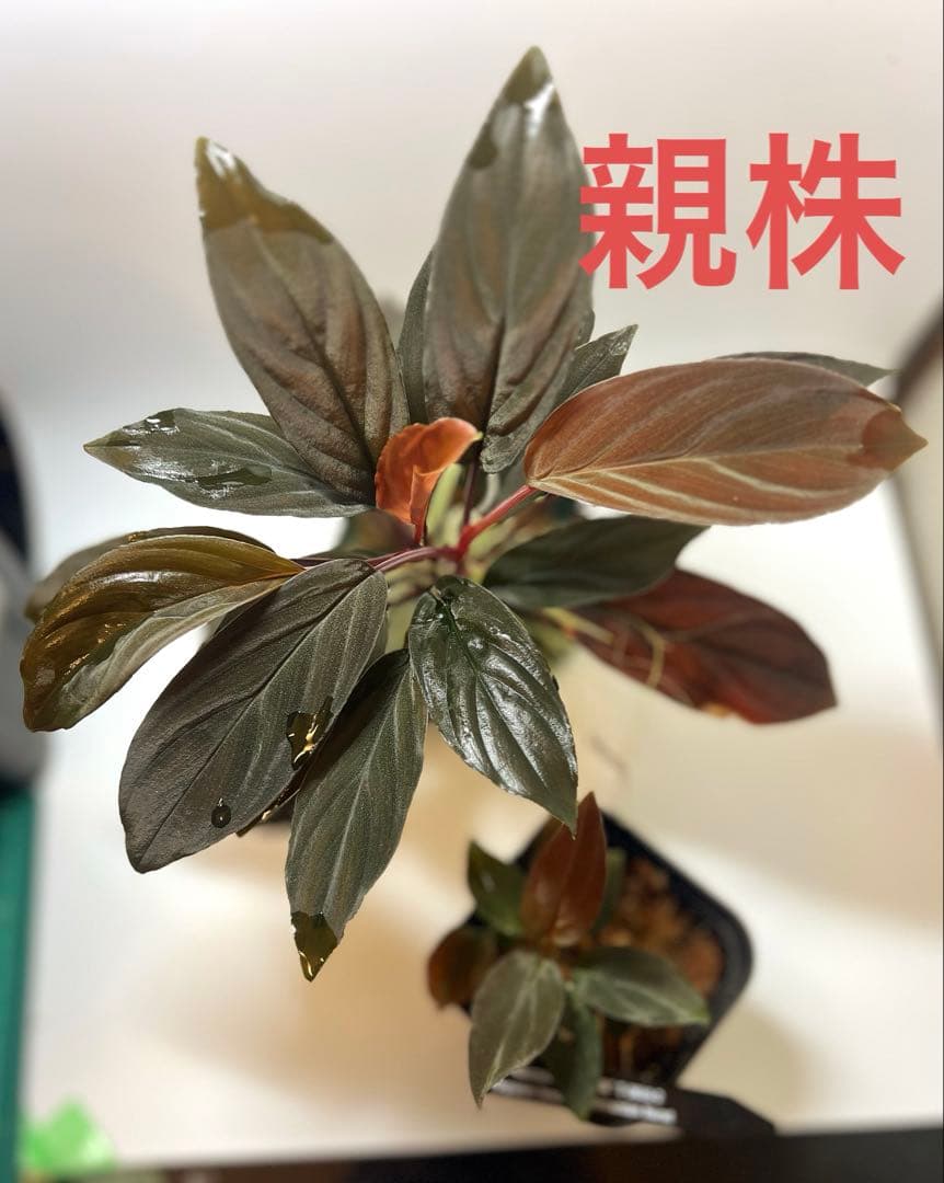 P*A様 Homalomena sp. “夕霧” T-3810-2 ホマロメナ