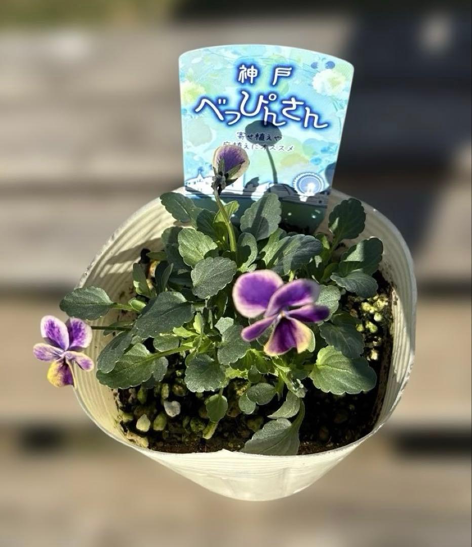 びおら様　ご依頼品　現品　メルカリ便発送　12苗