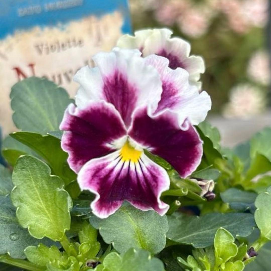 びおら様　ご依頼品　現品　メルカリ便発送　12苗