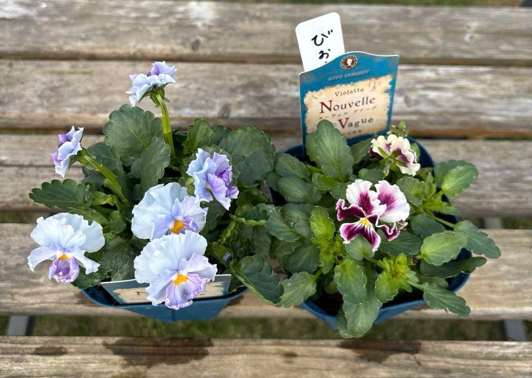 びおら様　ご依頼品　現品　メルカリ便発送　12苗