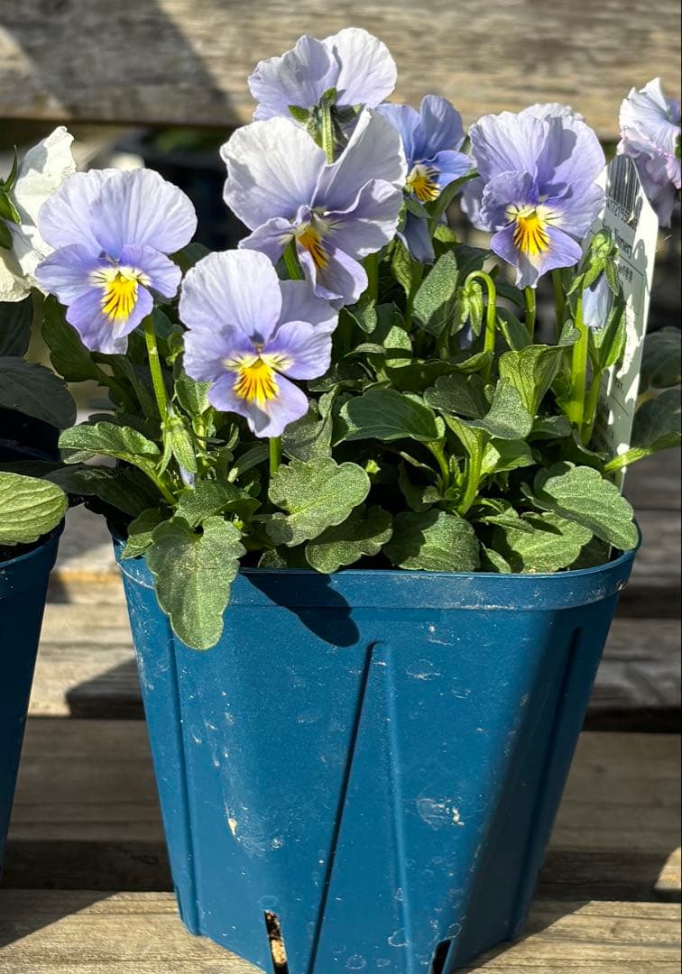 びおら様　ご依頼品　現品　メルカリ便発送　12苗