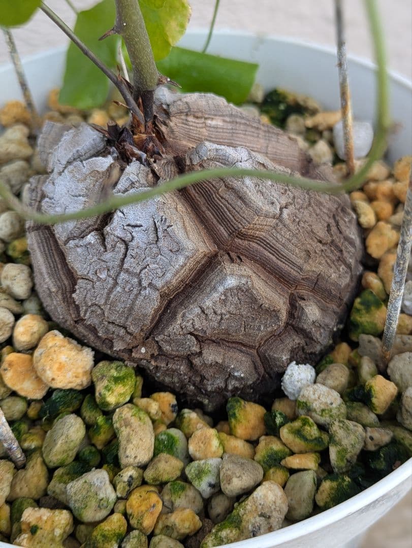 【現品・鉢まま出荷】割れがかっこいい!!　亀甲竜　アフリカ亀甲竜