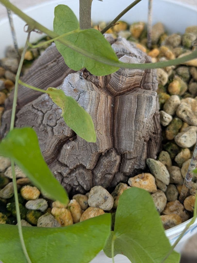 【現品・鉢まま出荷】割れがかっこいい!!　亀甲竜　アフリカ亀甲竜