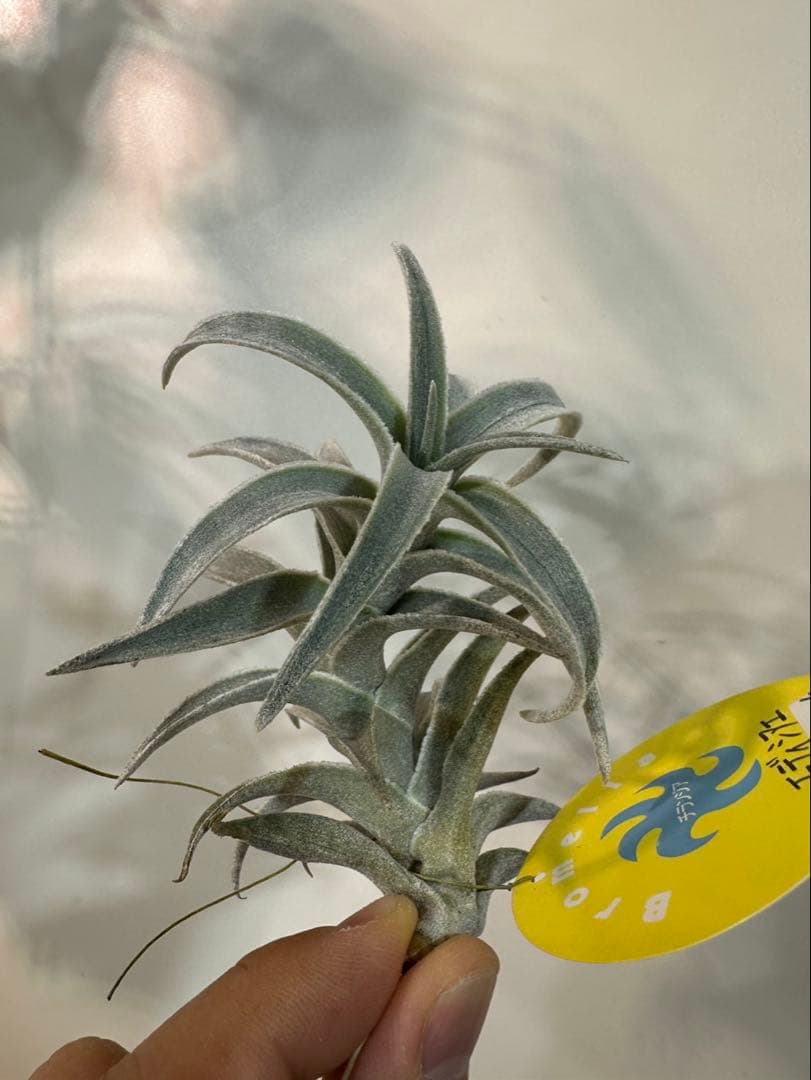 エディシアエ　シルバーフォームedithiae Silver Form