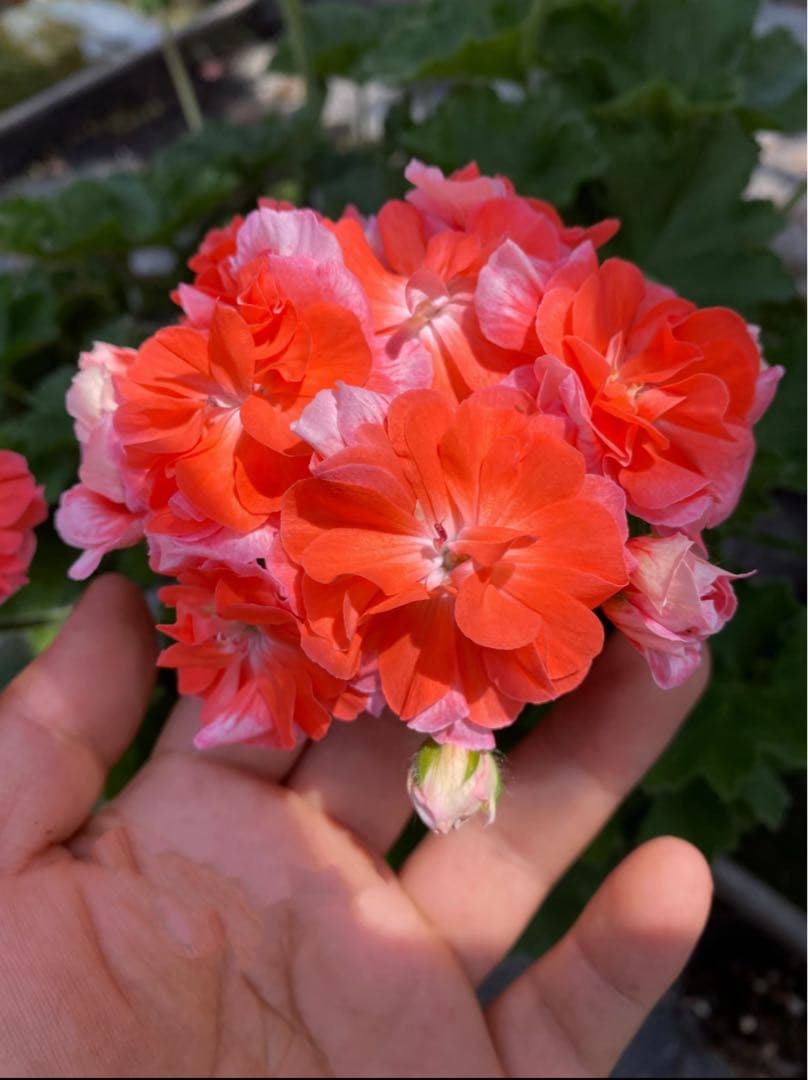 新品珍しいゼラニウム苗