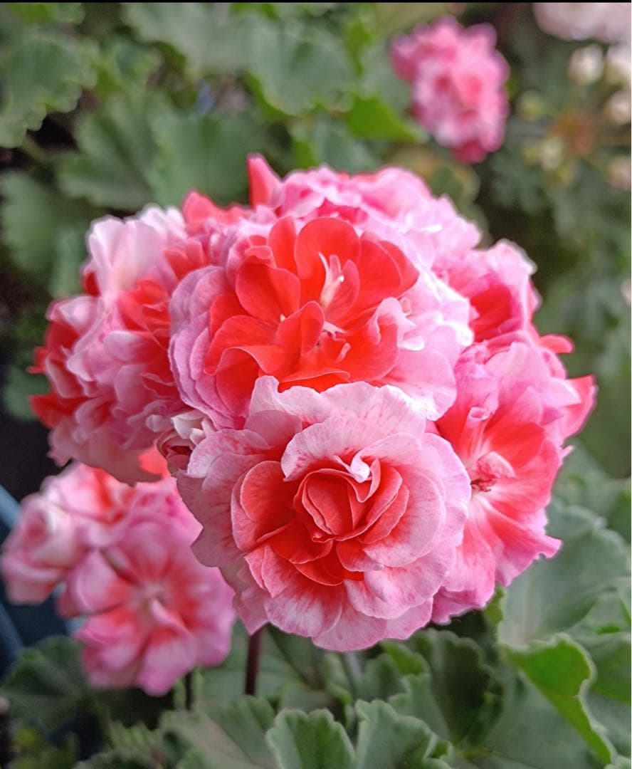 新品珍しいゼラニウム苗