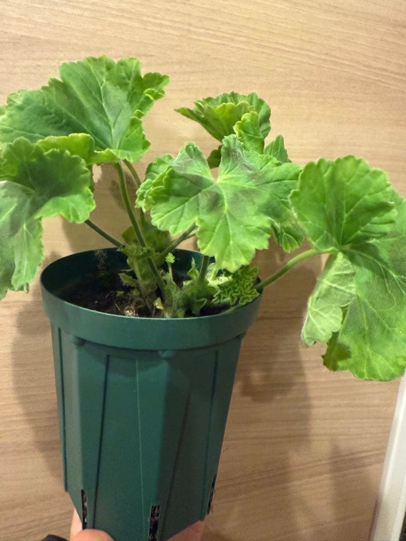 新品珍しいゼラニウム苗