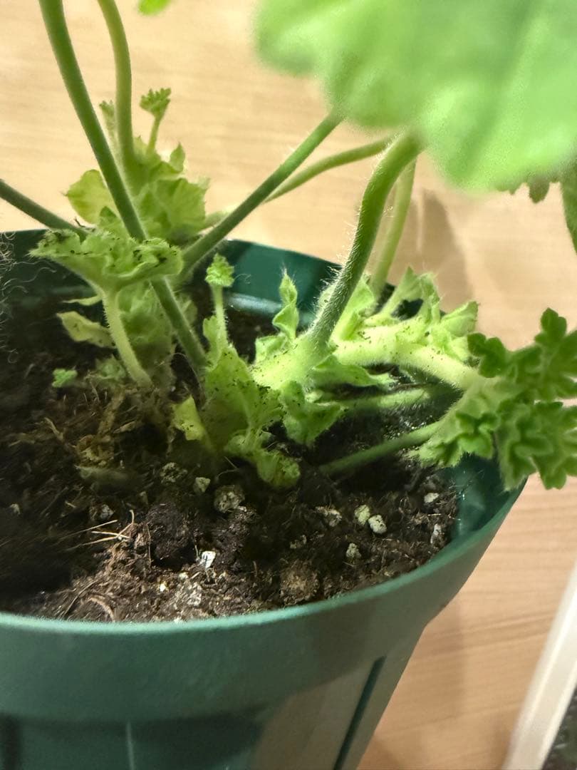 新品珍しいゼラニウム苗