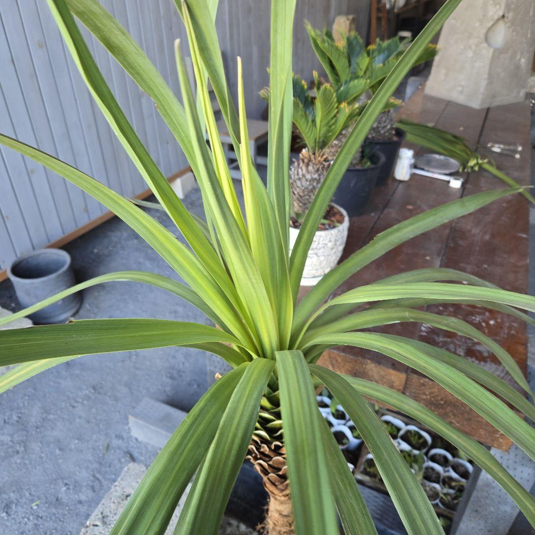 ニオイ　シュロ　8号　特大苗木