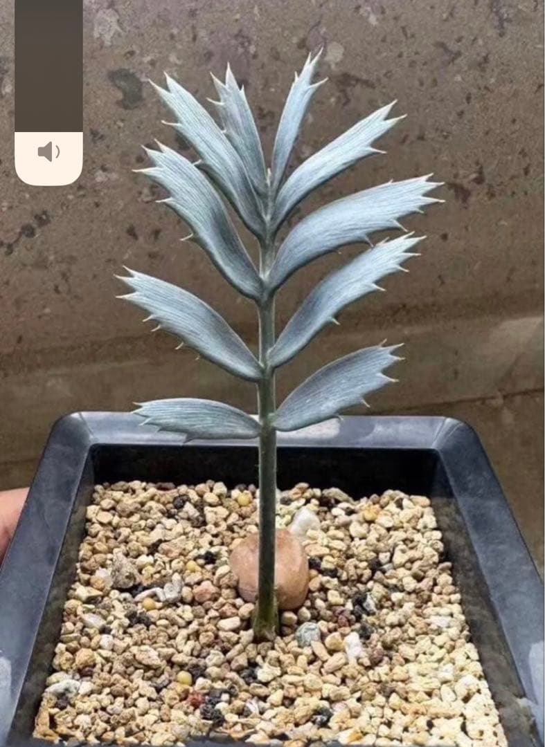 Q96エンセファラルトス ホリダス 種子2粒