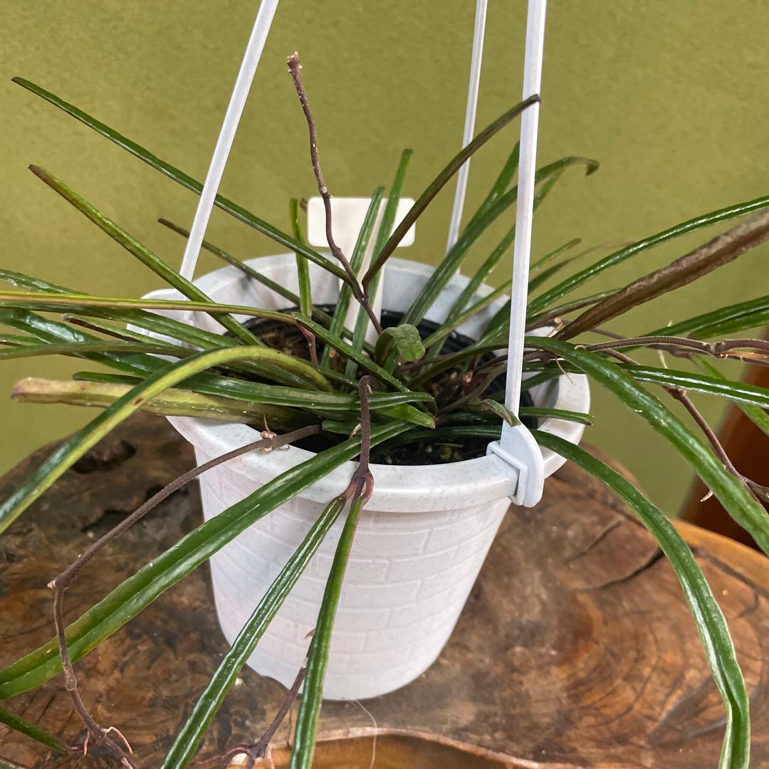 HOYAインスラリス　② 3.5号吊り