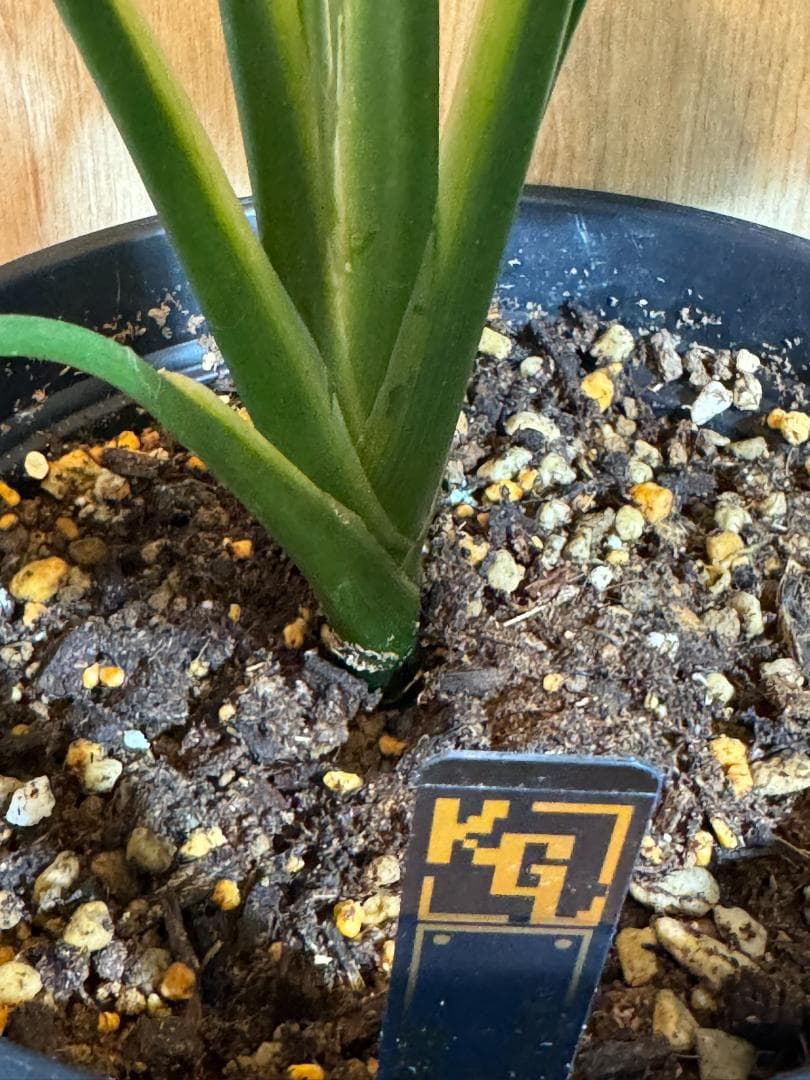 アグラオネマ 二ティドゥーム カーティシー 管理番号0030