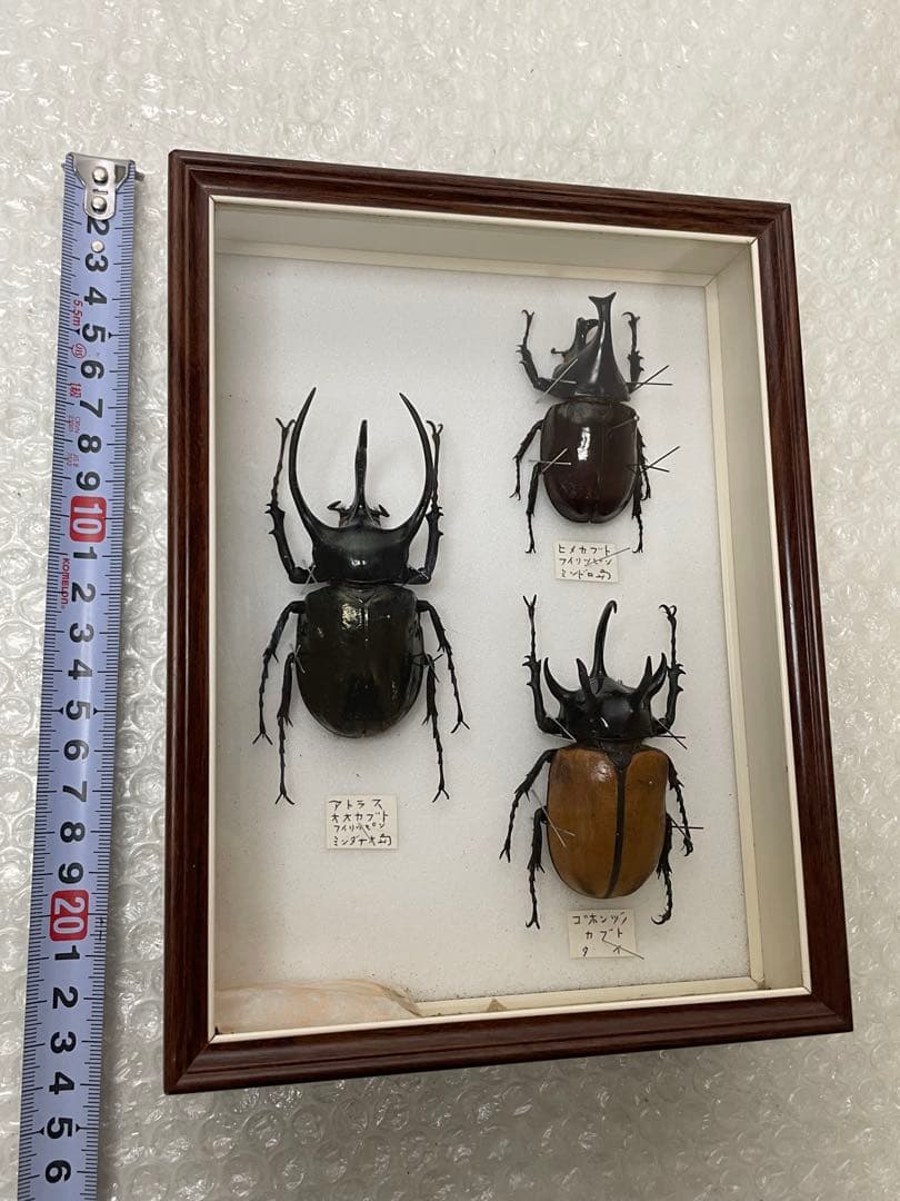 標本 名蝶社 カブトムシ クワガタ 3種 標本ケース入り